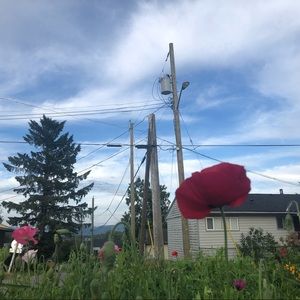 Unpicked flower petals (good for baths)